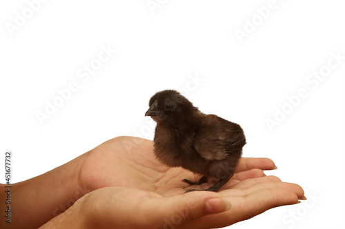 Little fluffy black chicken in female hands isolated on white