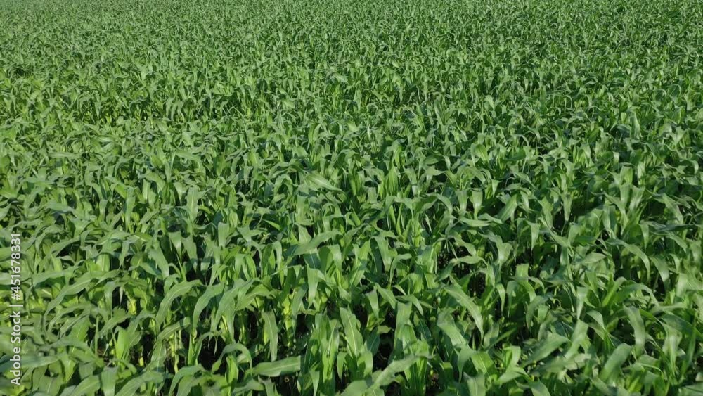 Young green maize sprouts, shoots, swaying in wind in Morning Sunrise, on cornfield. corn planted in rows. Corn growing. Agriculture. eco farm, agricultural enterprise Young green maize sprouts, shoots, swaying in wind in Morning Sunrise, on cornfield. corn planted in rows. Corn growing. Agriculture. eco farm, agricultural enterprise