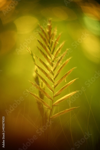Abstract macro photo with bokeh effect.