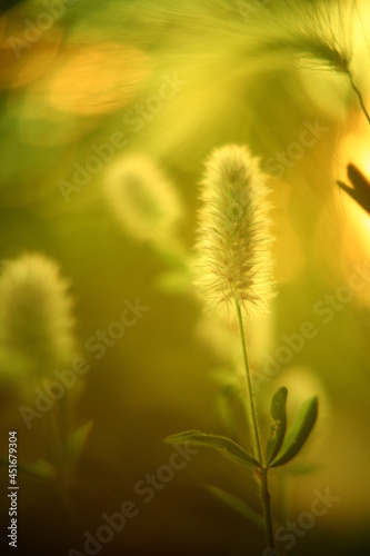 Abstract macro photo with bokeh effect.