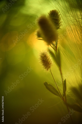 Abstract macro photo with bokeh effect.
