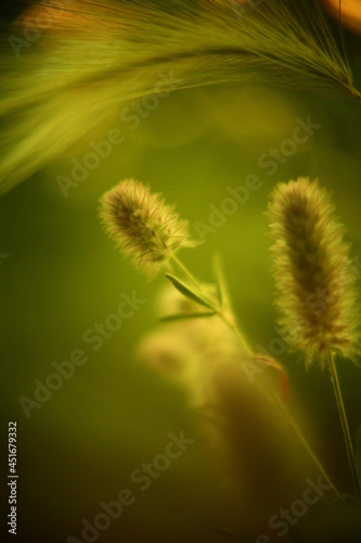 Abstract macro photo with bokeh effect.