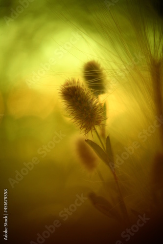 Abstract macro photo with bokeh effect.