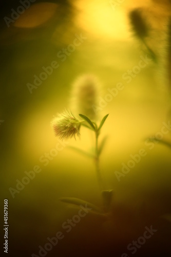 Abstract macro photo with bokeh effect.