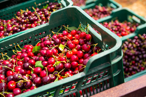 Canvastavla Plastic boxes with harvested red cherry at fruit plantation