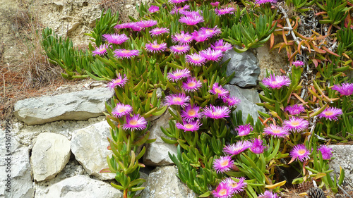 Closeup of ground creeping plant with green succulent leaves and  purple, pink, white blossoms (carpobrotus dimidiatus) between rocks - Croatia (focus on center) photo
