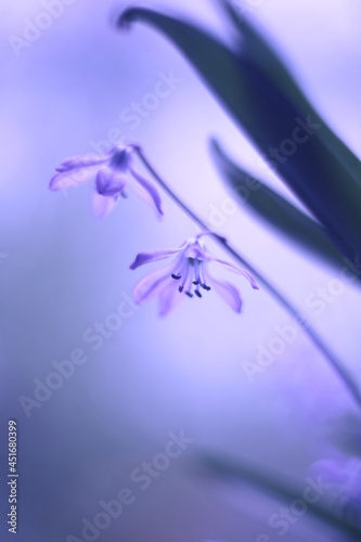 Macro photo of wild flowers with a blur effect