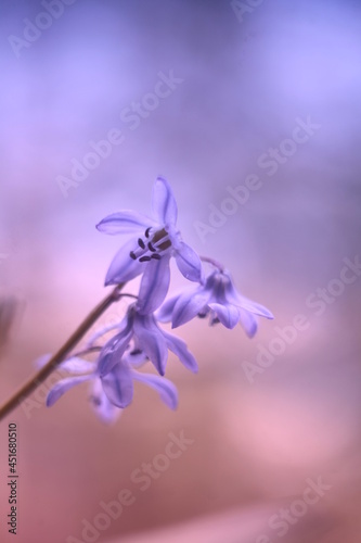 Macro photo of wild flowers with a blur effect