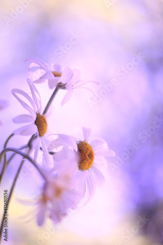 Macro photo of field daisies with a blur effect