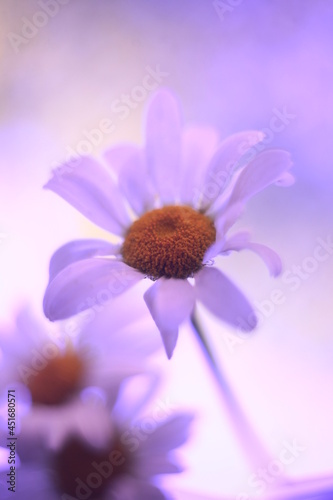 Macro photo of field daisies with a blur effect