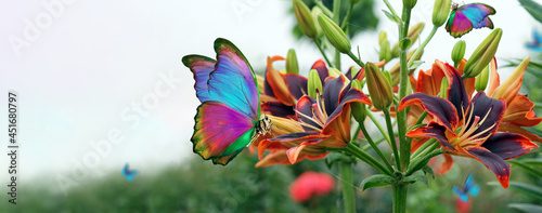 bright tropical morpho butterflies on colorful blooming lilies in the garden. copy space photo