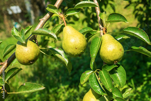Fresh pears ripen on a pear tree branch in summer. Garden care