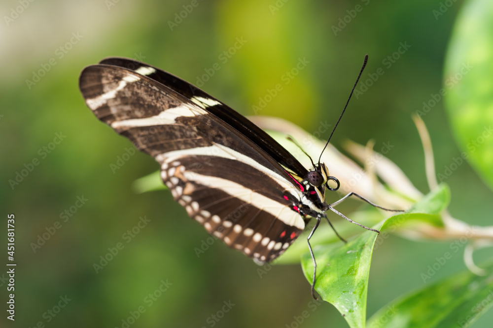 Fototapeta premium Exotic butterfly with wing stripes.