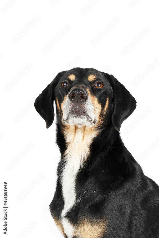 portrait of cross dog isolated on white