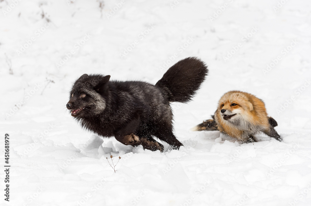 Red Fox (Vulpes vulpes) Chases After Silver Fox Winter