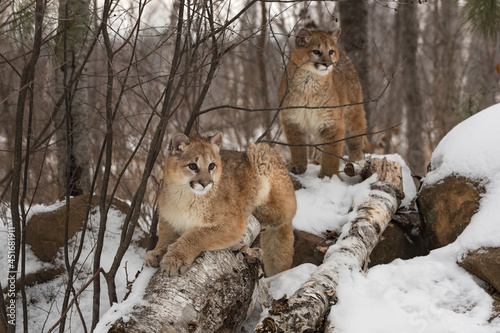 Female Cougars (Puma concolor) On Top of Logs on Rocks Winter