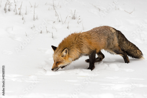 Red Fox (Vulpes vulpes) Steps Forward Nose to Snow Winter