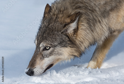 Grey Wolf  Canis lupus  Nose to Snow Close Up Winter