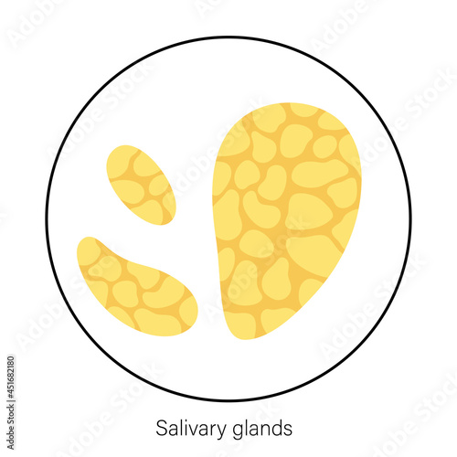 Salivary gland concept