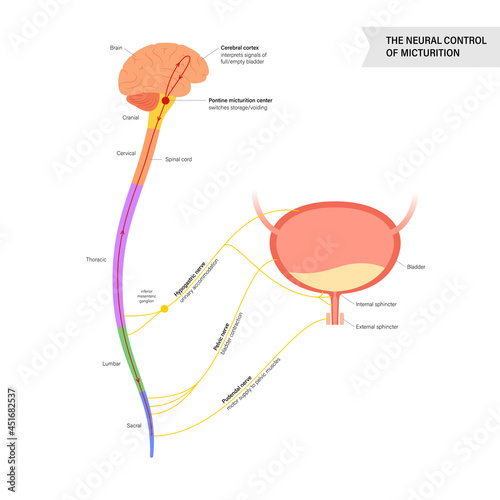 Micturition neural control photo