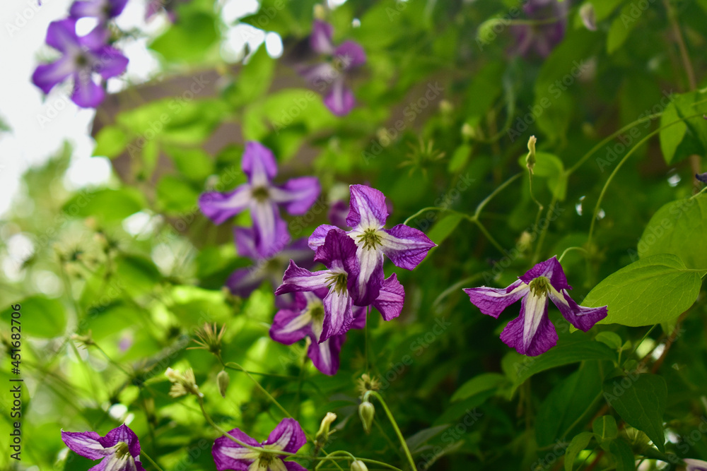 Close-up of blooming seasonal clematis vines growing in backyard garden, creating background of beauty in nature