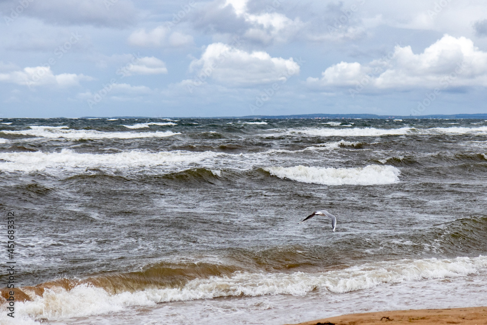 seagulls on the beach