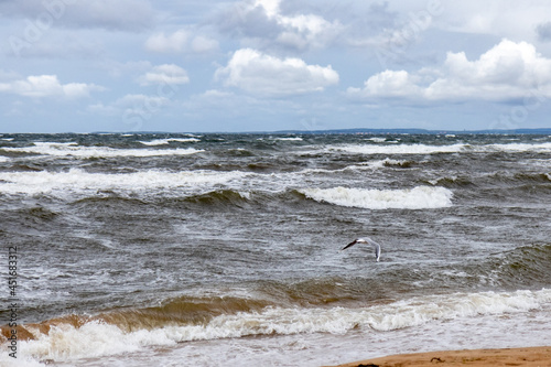 seagulls on the beach