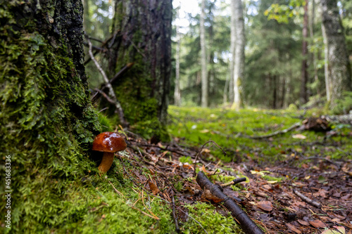 mushrooms in the forest