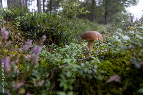 mushroom in the forest