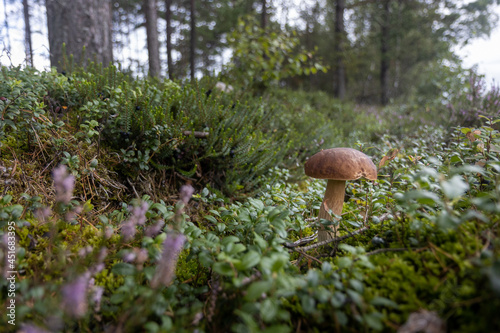 mushroom in the forest