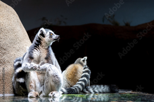 lemurs chilling