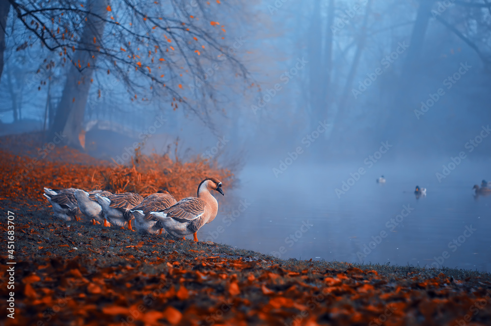 Jesień park Pszczyna w mglisty poranek - obrazy, fototapety, plakaty 