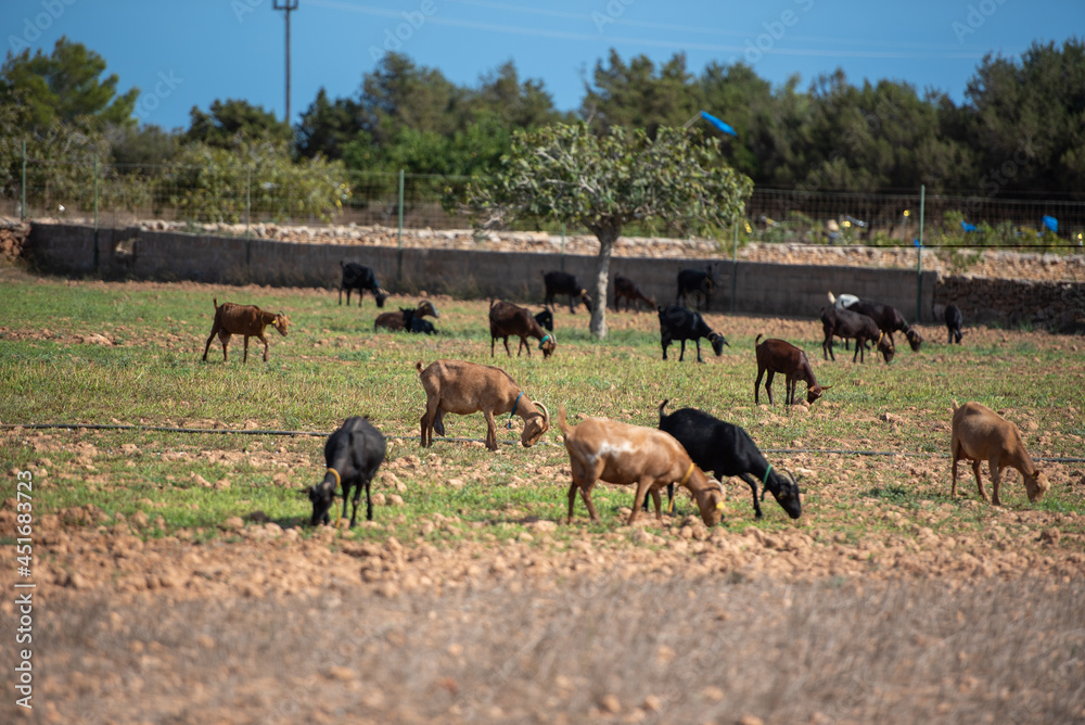 Herds of goats low in the field on the island of Formentera, Spain. Herds of goats low in the field on the island of Formentera, Spain.