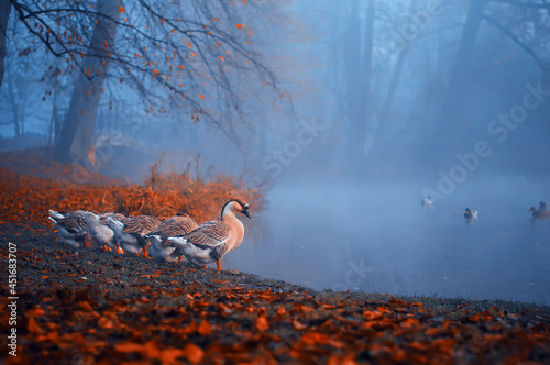 Jesień park Pszczyna w mglisty poranek