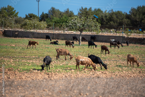 Herds of goats low in the field on the island of Formentera  Spain.