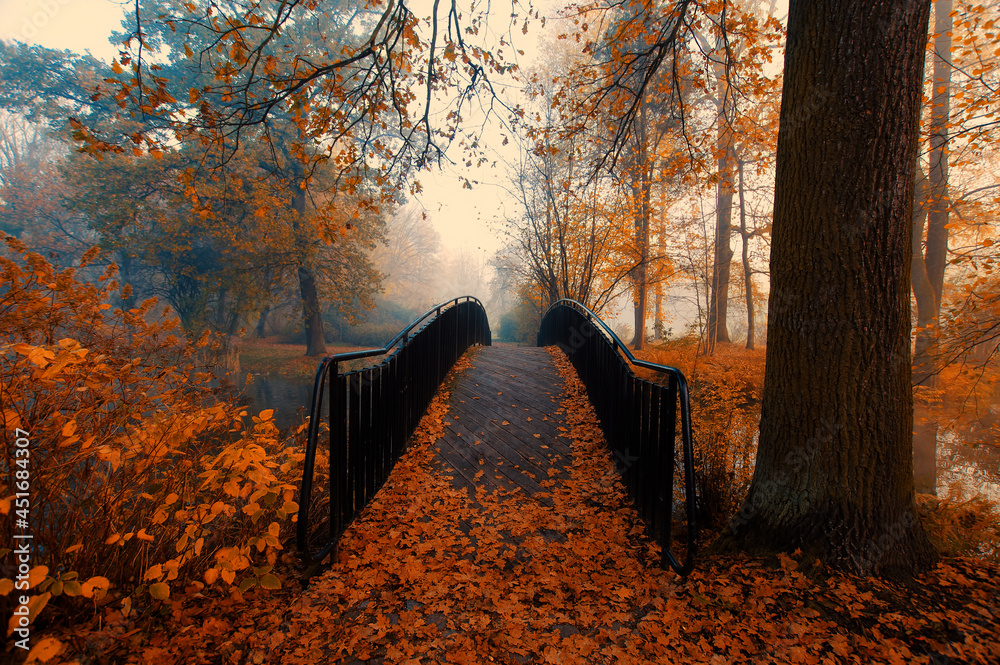 Jesień w parku w mglisty poranek - obrazy, fototapety, plakaty 