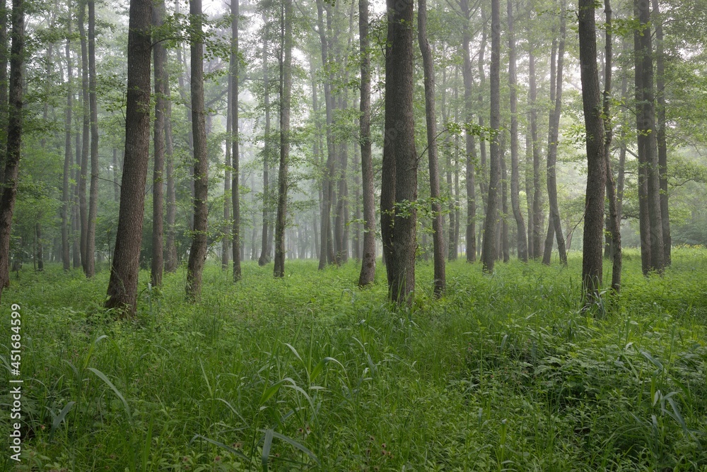 Fototapeta Majestic summer forest. Fog, soft sunlight. Mighty trees, green leaves, plants. Atmospheric dreamlike landscape. Pure nature, ecology, environmental conservation, ecotourism, hiking