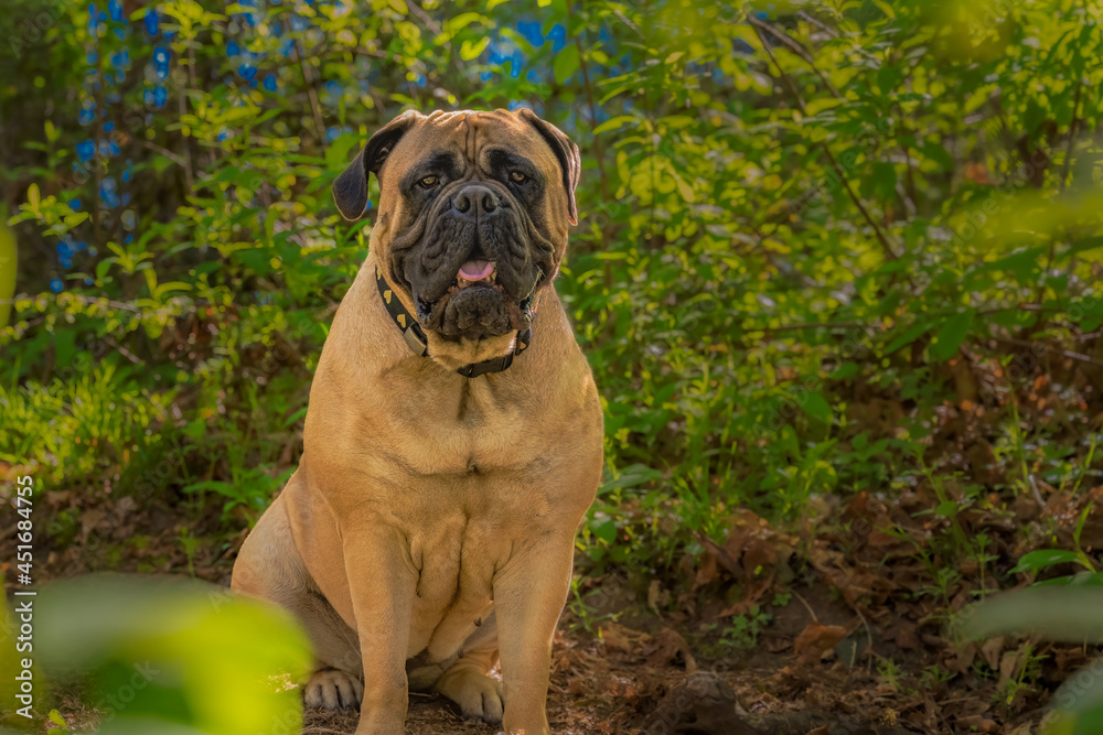 2021-04-19 BULLMASTIFF SITTING IN A CLEARING WITH A BLURRY GREEN BACKGROUND