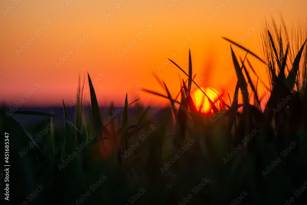 sunset in the field sunset in the field