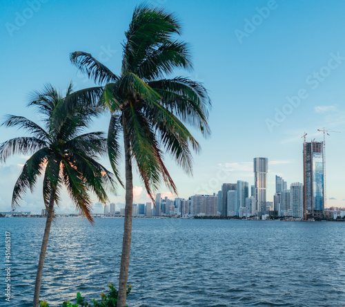 palm trees on the beach views skyline miami florida usa blue sky sea buildings 