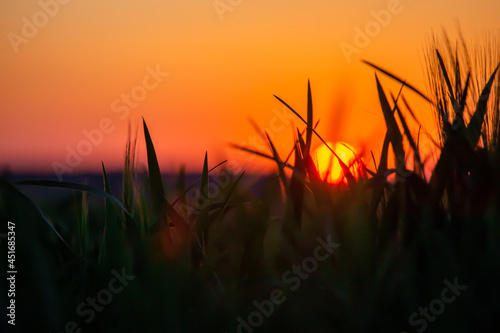 sunset in the field