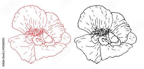 A set of poppy flowers. Vector set of wild poppy flower drawn in sketch style isolated black and red outline on a white background for a natural design template