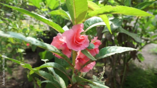 Impatiens balsamina (balsam, garden balsam, rose balsam, touch me not, spotted snapweed) with a natural background. Indonesian call it as pacar banyu photo