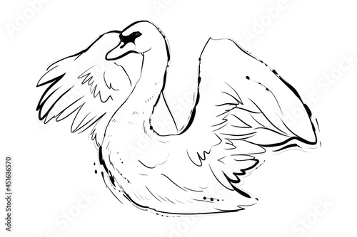Fototapeta Naklejka Na Ścianę i Meble -  White swan, hand drawn sketch, monochrome vector