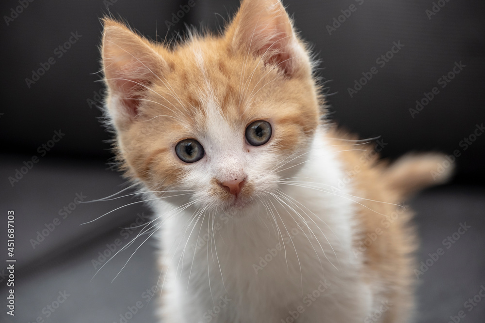 Fototapeta premium Young cute little red kitty. Long haired ginger kitten play at home. Cute funny home pets. Space for text