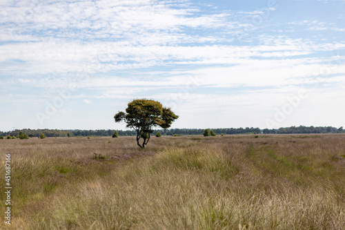 Grass blades sticking out above purple heather in moorland landscape with a single tree with meandering branches