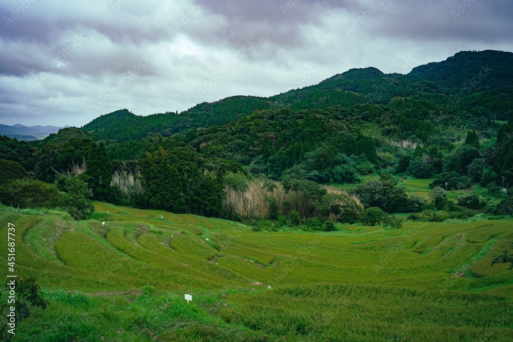 green plantation