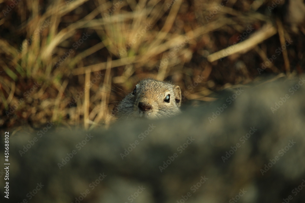 Obraz premium A Wyoming ground squirrel plays peekaboo