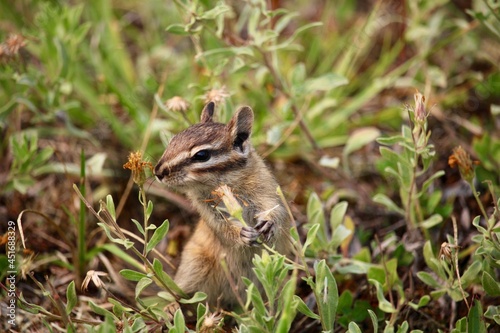 A young chipmunk smells and eats small flowers