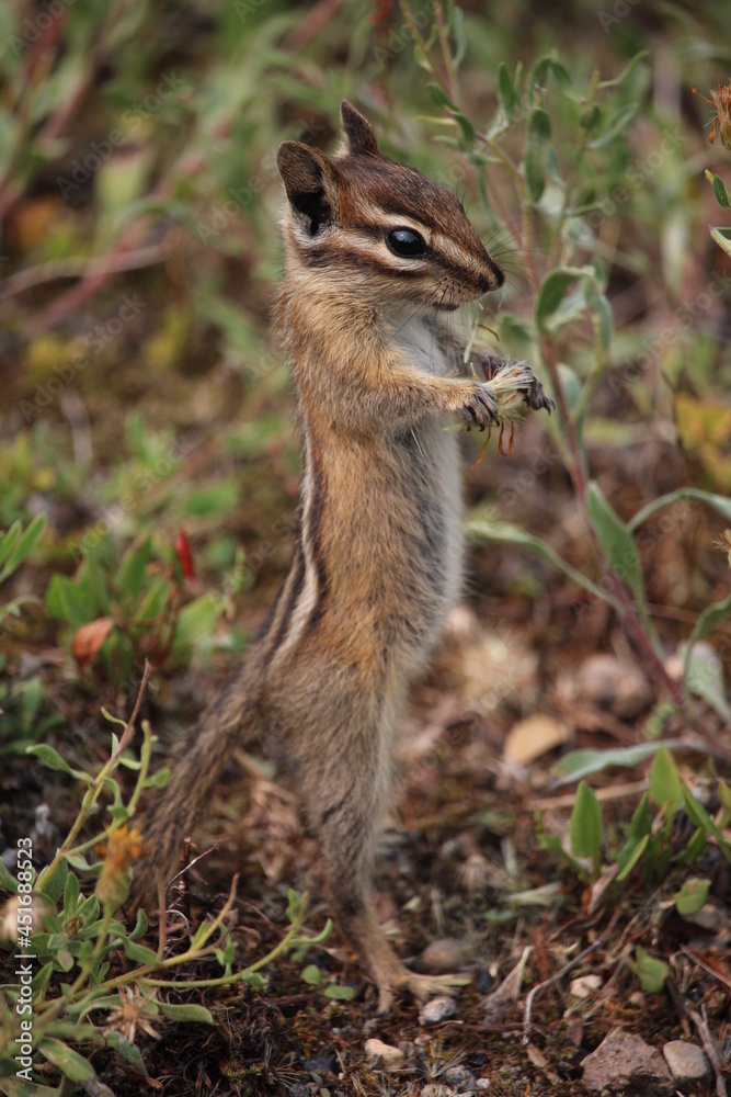 A young chipmunk smells and eats small flowers A young chipmunk smells and eats small flowers